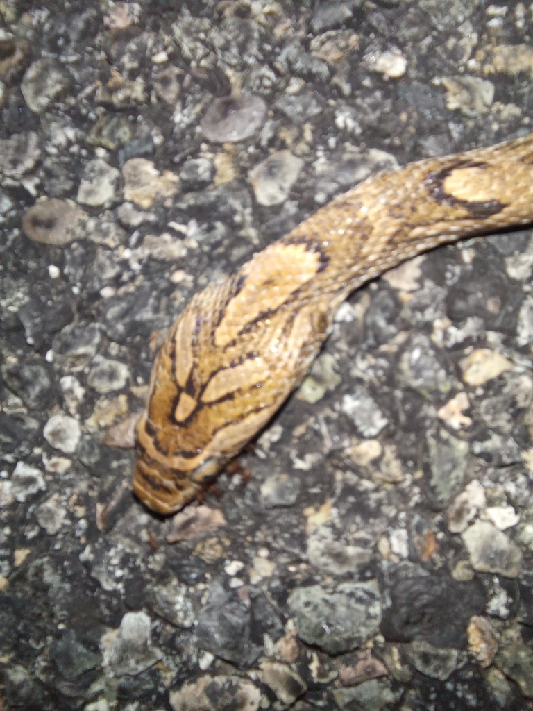 Western Lyre Snake from 30549 Chis., México on November 29, 2023 at 08: ...