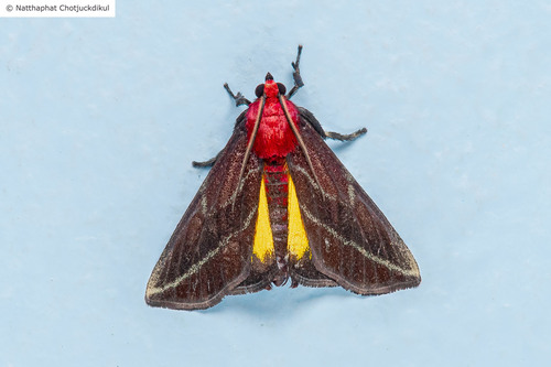 Toccolosida