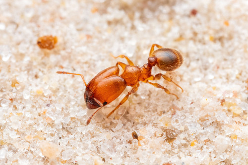 Pheidole humeralisPheidole humeralis