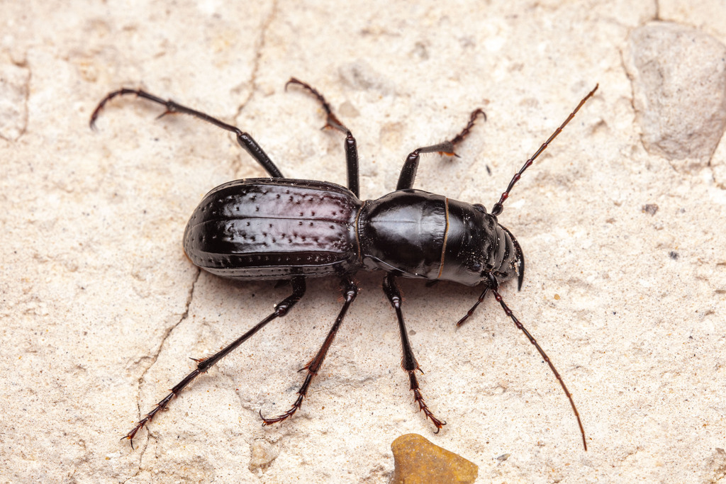 South Texas Giant Tiger Beetle (Amblycheila hoversoni) · iNaturalist