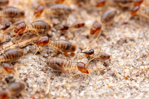 Tenuirostritermes cinereus (Buckley, 1862)