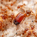 Pheidole absurda - Photo (c) Steven Wang, all rights reserved, uploaded by Steven Wang