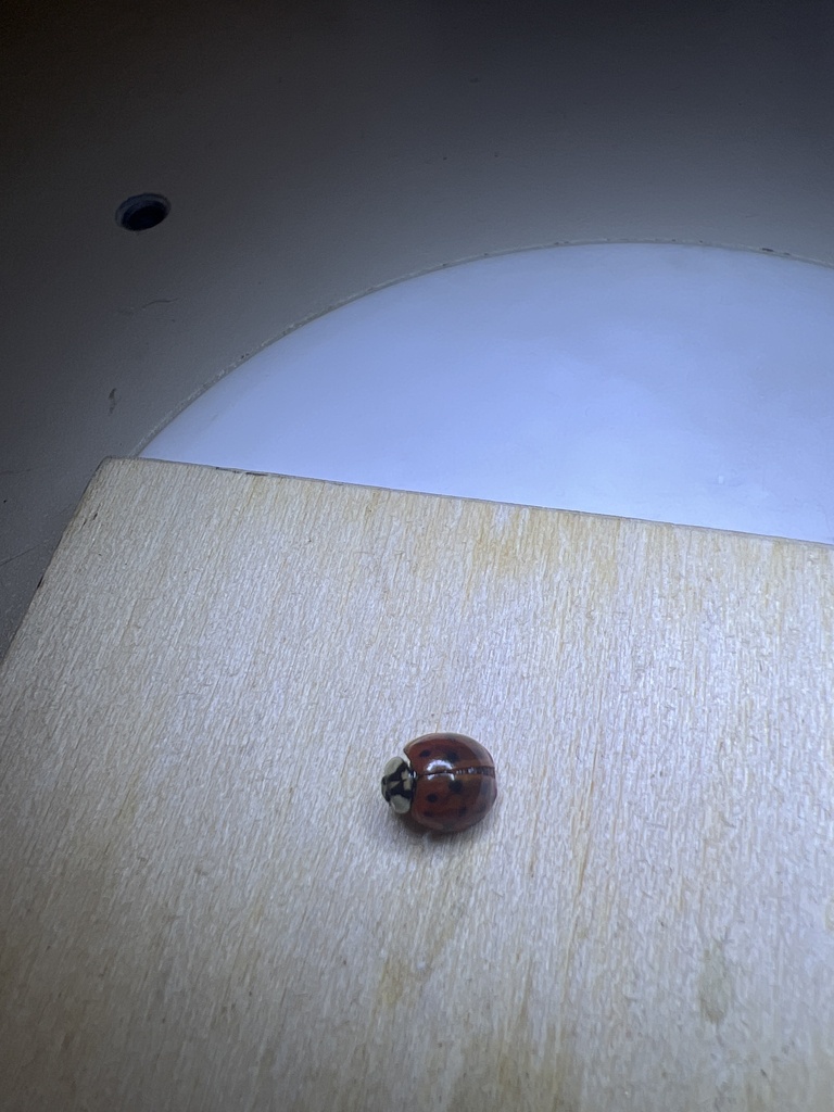 Asian Lady Beetle from W Brewington Rd, Sumter, SC, US on December 1