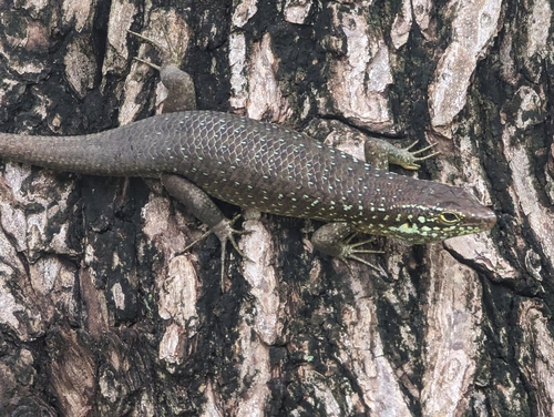 Comoro Island Skink