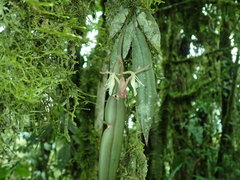 Epidendrum filamentosum image