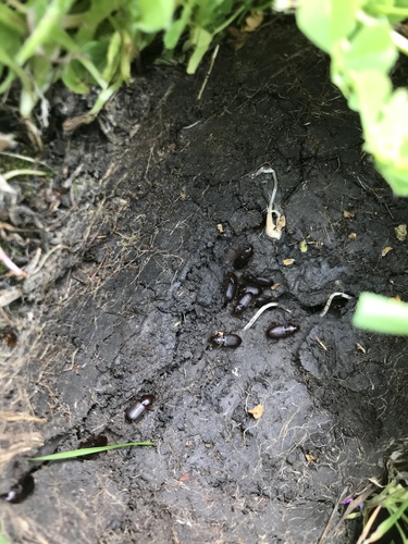 iNaturalist observation photo of Beetles
