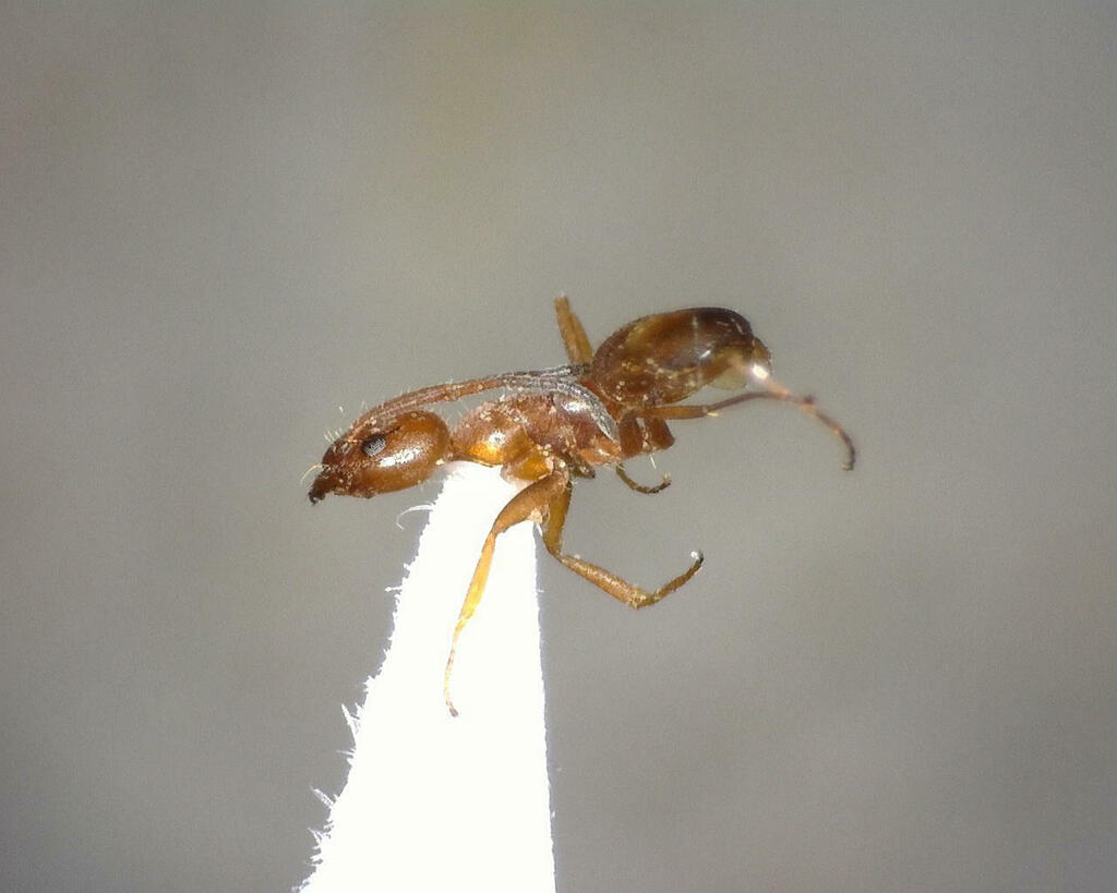 Ants from Kimble County, TX, USA on June 13, 2023 at 02:32 PM by Joseph ...