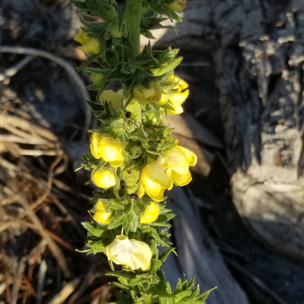 Wand Mullein From Bettys Bay 7141 South Africa On November 27 2023