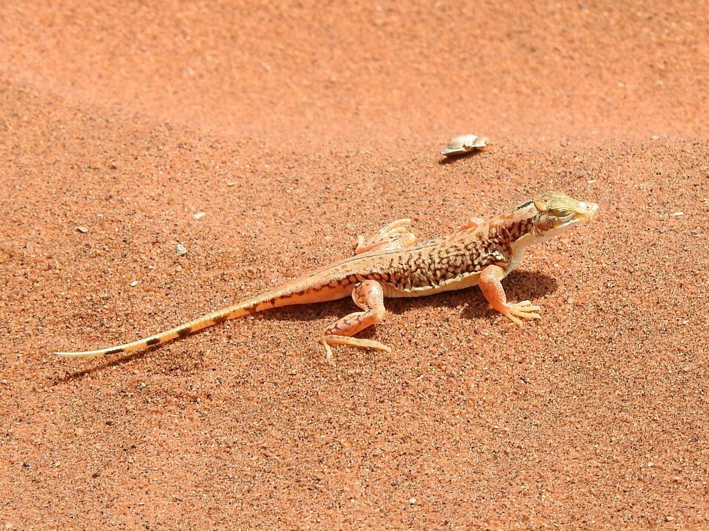 Shovel-snouted Lizard from Hardap Region, Namibia on September 10, 2023 ...