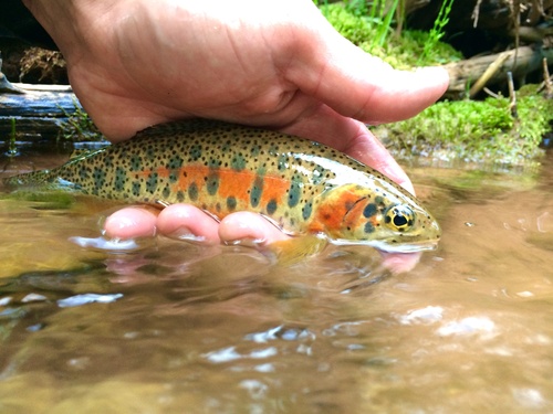 Westslope Cutthroat Trout