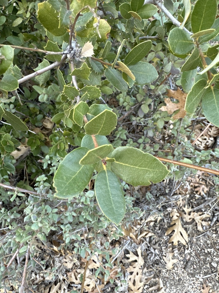 canyon live oak from San Bernardino National Forest, Pine Cove, CA, US ...