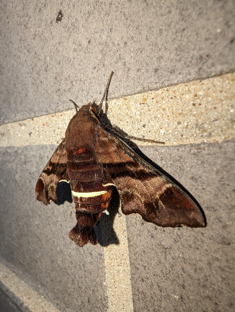 Nessus Sphinx from Houston, TX 77030, USA on December 4, 2023 at 05:17 ...