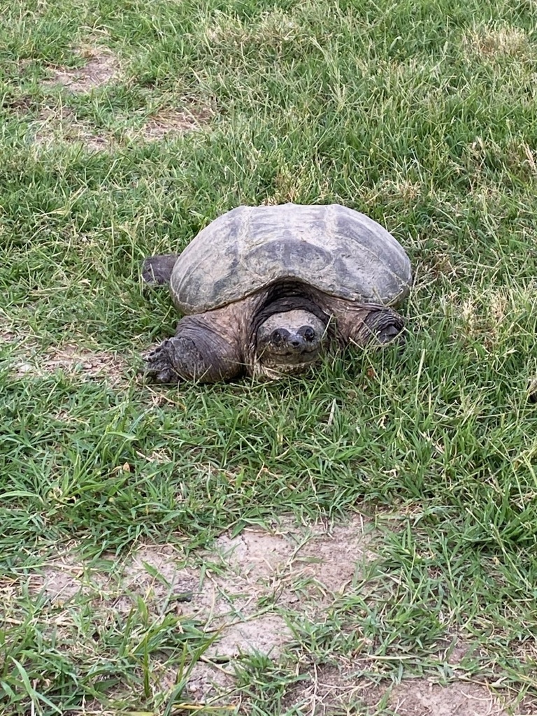 Common Snapping Turtle from Country Club Rd, Corsicana, TX, US on ...