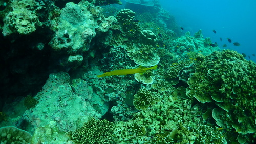 Pacific Trumpetfish — seen at this dive site