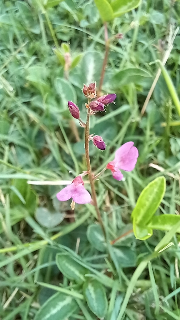 creeping beggarweed from Ningi QLD 4511, Australia on December 5, 2023 ...