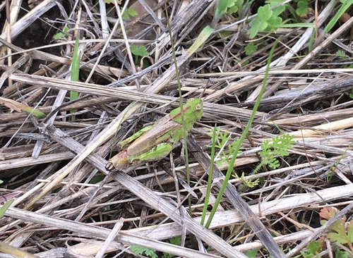 iNaturalist observation photo of Painted Meadow Grasshopper