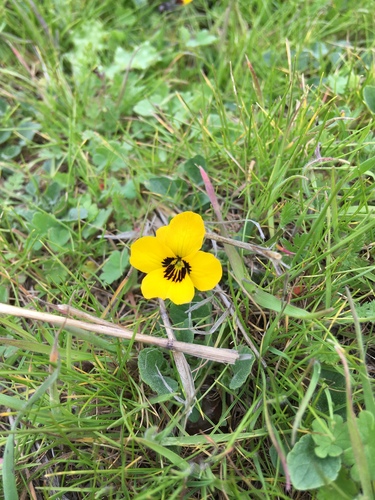 iNaturalist observation photo of California Golden Violet