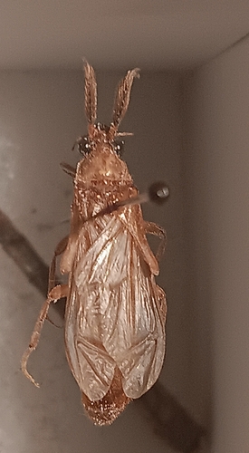 Phengodes
