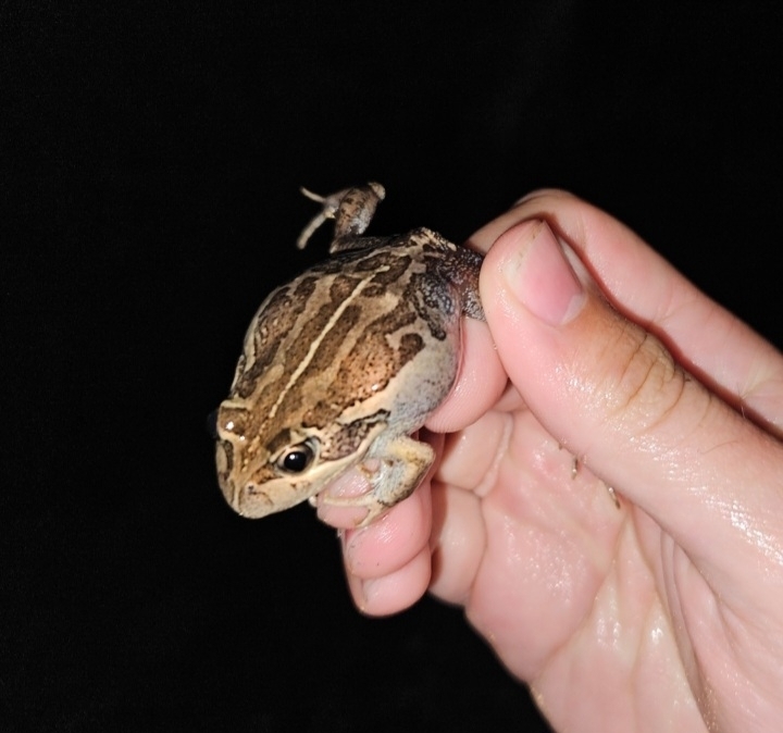 Eastern Banjo Frog from Fingal VIC 3939, Australia on December 5, 2023 ...