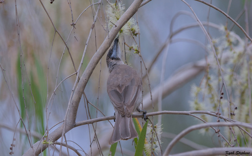 Little Friarbird