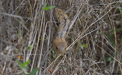 Eastern Brown Snake sighting