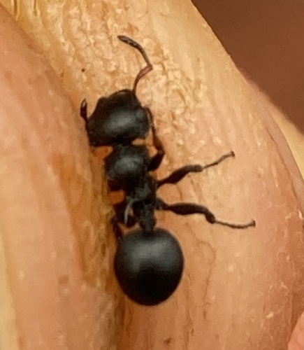 Cataulacus tardusCataulacus tardus