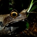 Kobayashi's Horned Frog - Photo (c) Benjamin Tapley, all rights reserved, uploaded by Benjamin Tapley