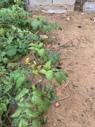 tomato