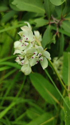 Pachycarpus lineolatus