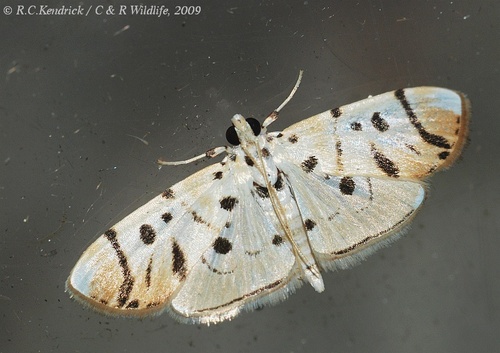 Pycnarmon radiata Warren, 1896