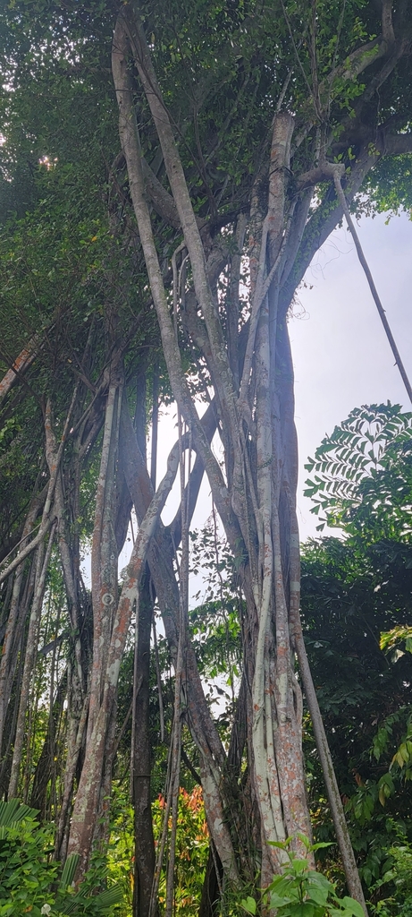 Diok Tree Dicots from Mandai, Singapore on December 5, 2023 at 10:59 AM by ...