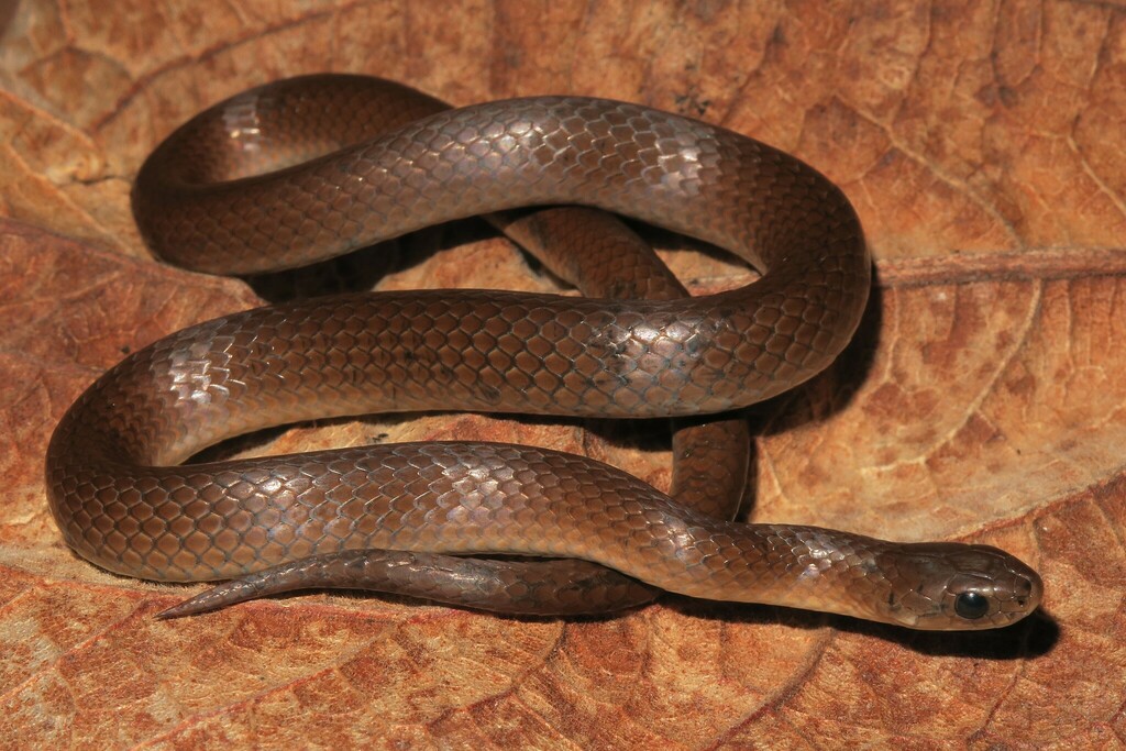 Shire Slug-eater from Njombe, Tanzania on November 20, 2023 at 10:23 PM ...