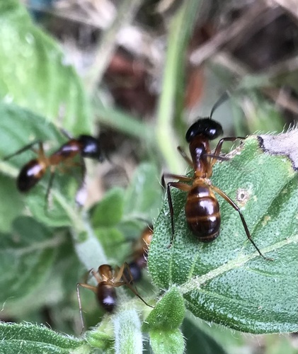 Camponotus arnoldinusCamponotus arnoldinus