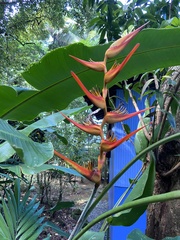 Heliconia latispatha image