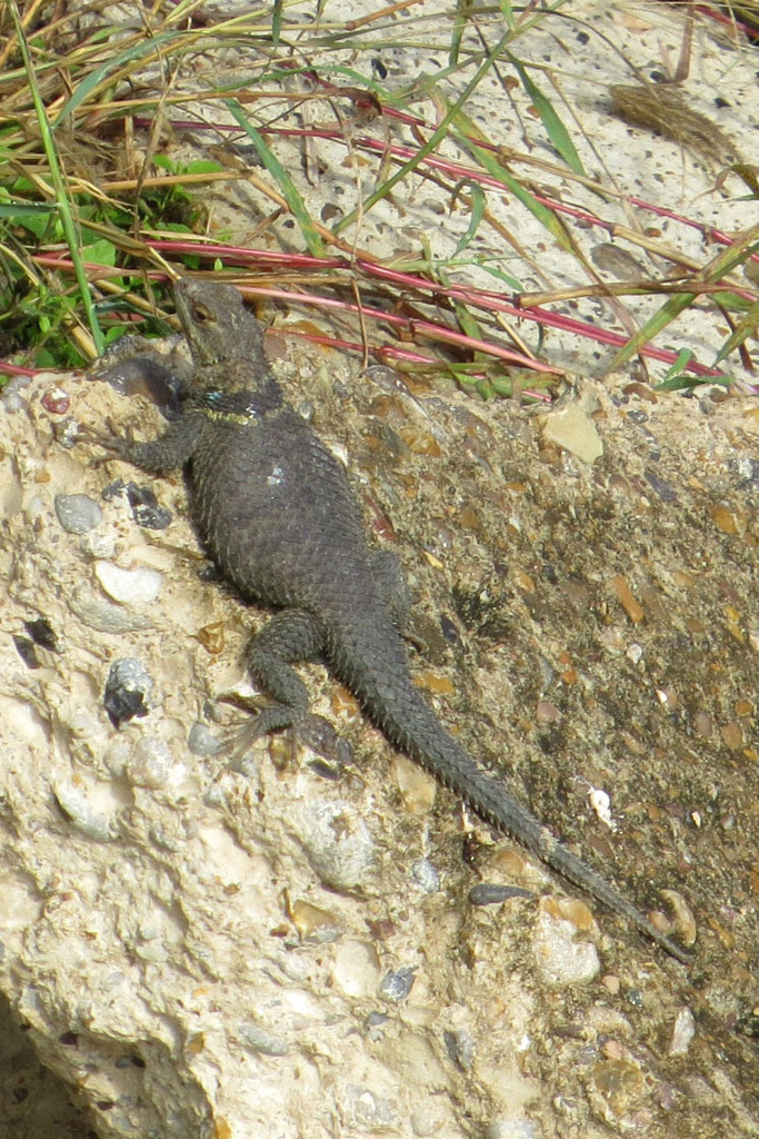 Eastern Collared Lizard from Hidalgo County, TX, USA on November 7 ...