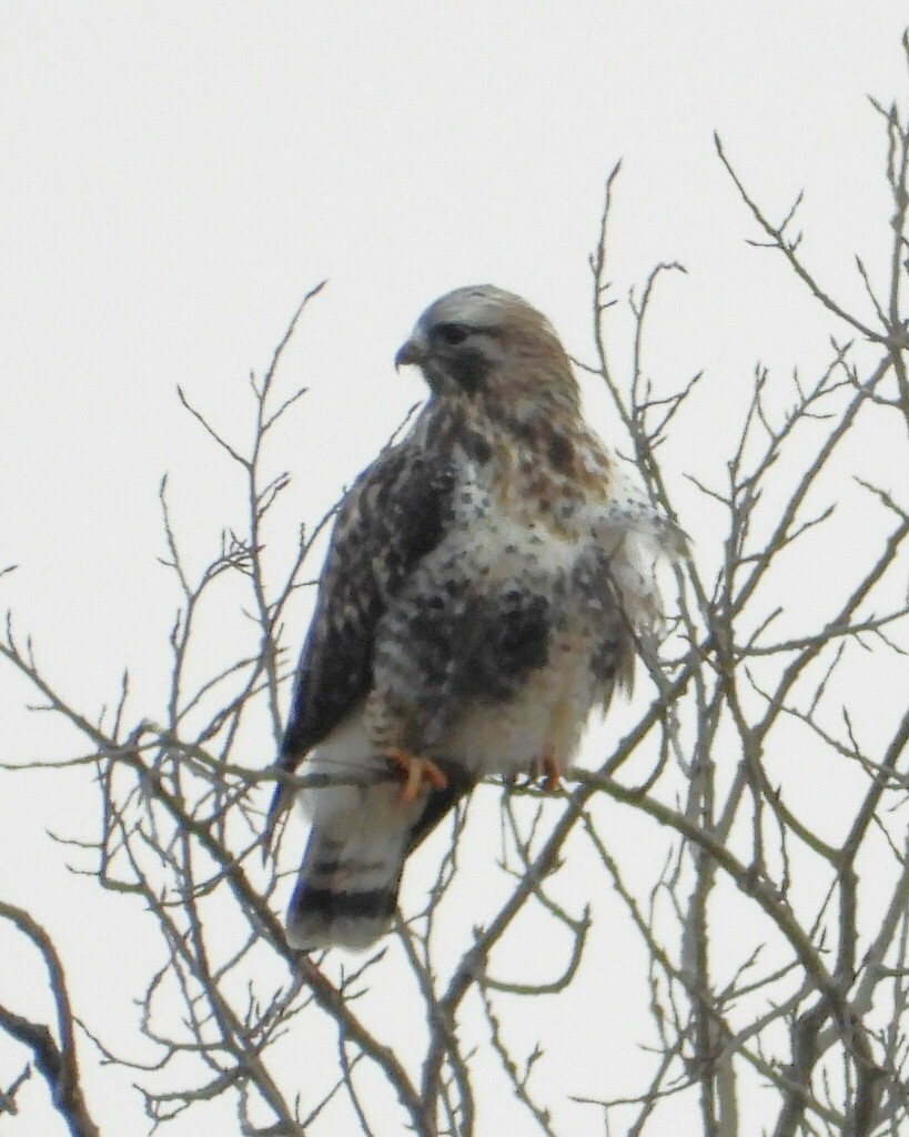 American Rough-legged Hawk from Aylsworth, Emo Township, Rainy River ...