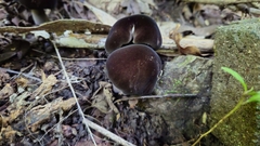 Image of Cantharocybe brunneovelutina