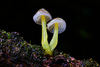 Yellowleg Bonnet - Photo (c) Daniel Morton, all rights reserved, uploaded by Daniel Morton