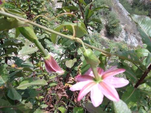 Banana passionfruit