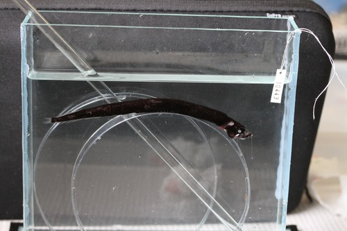 Eustomias obscurus