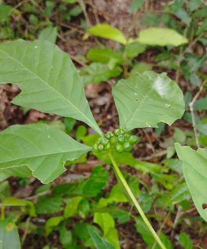 Appunia seibertii