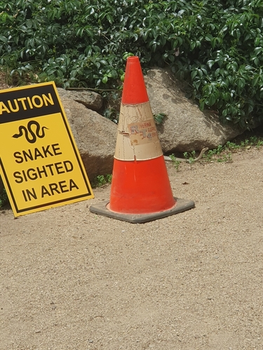 Eastern Brown Snake sighting