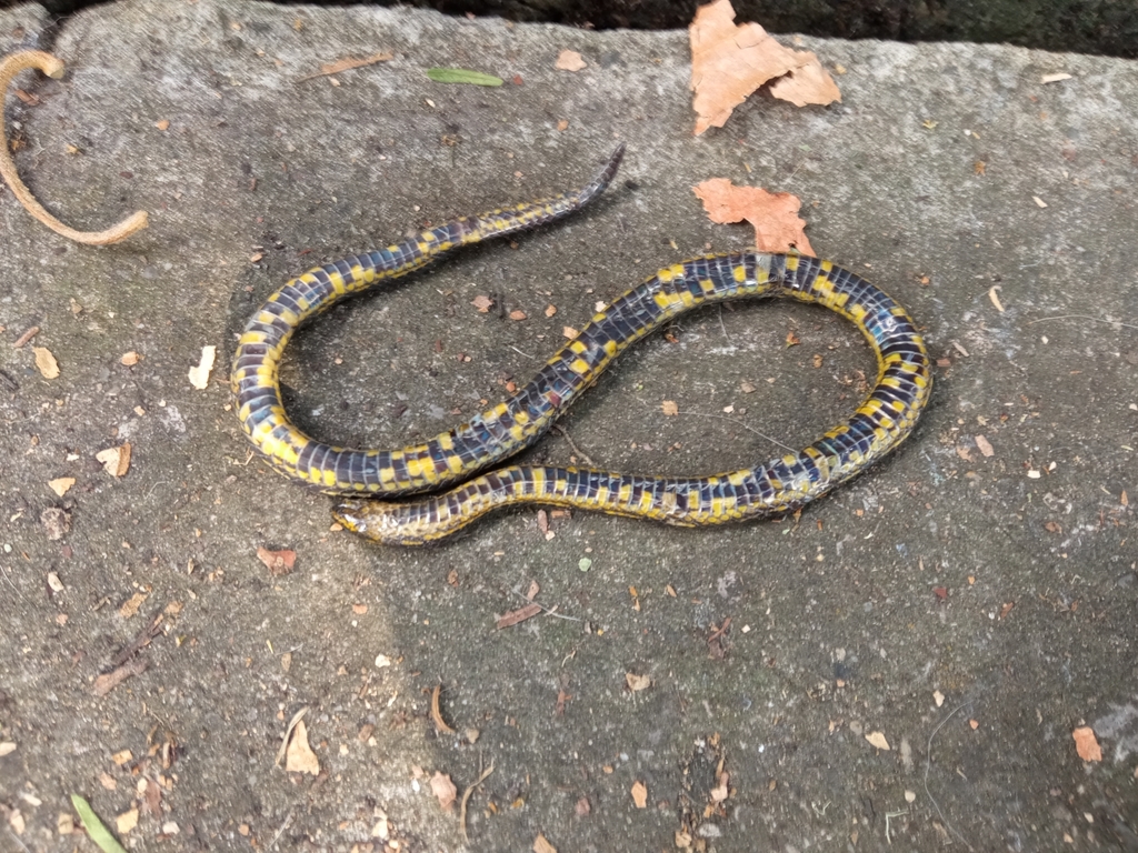 Thickhead Ground Snake from CL 31A Sur - KR 12B, Bogotá, Colombia on ...