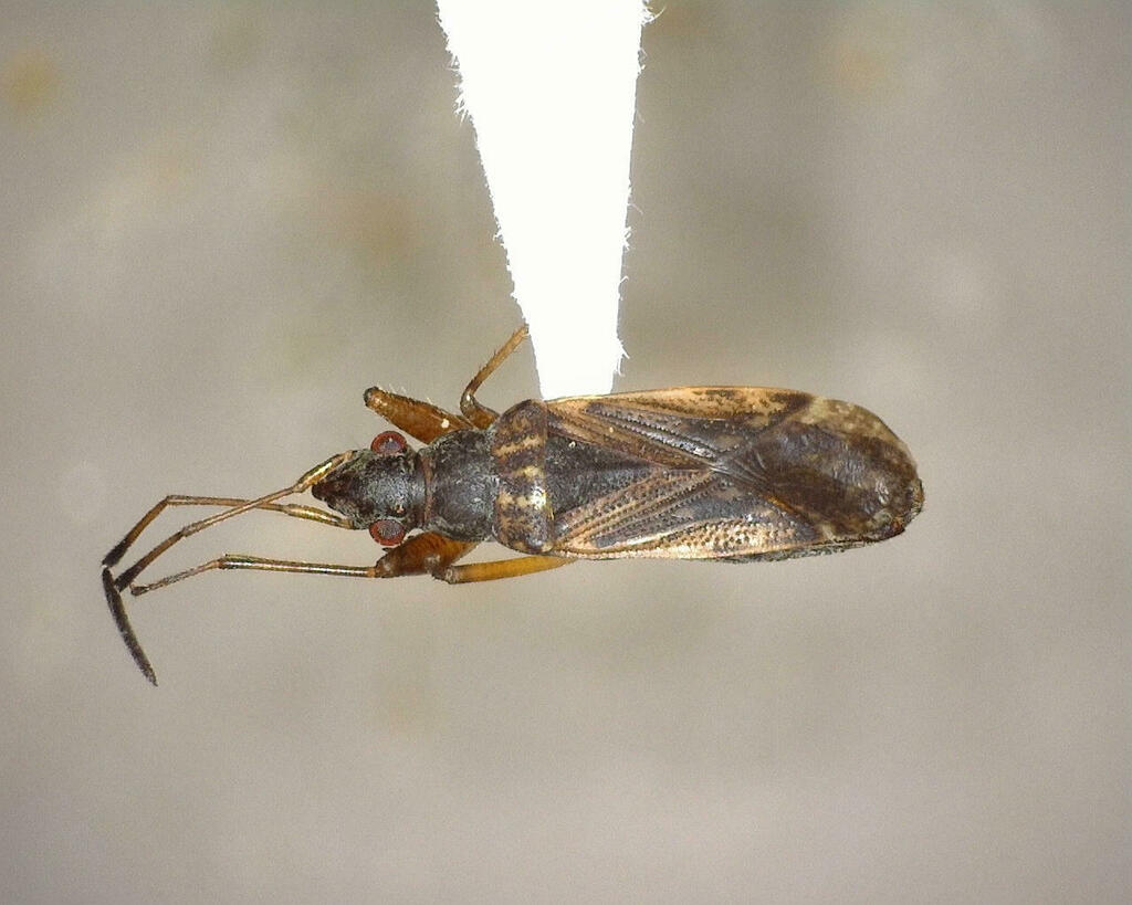 Texas Seed Insect Dirt-colored Seed Bugs from Kimble County, TX, USA on July 27, 2023 at ...