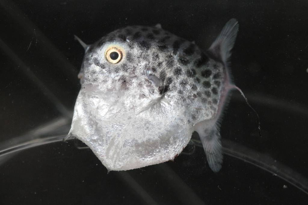 Sharptail Mola on March 30, 2014 at 08:27 AM by peterraskmoller ...