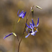 Conanthera bifolia - Photo (c) Gabriela Cartes, all rights reserved, uploaded by Gabriela Cartes