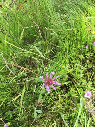iNaturalist observation photo of tomcat clover