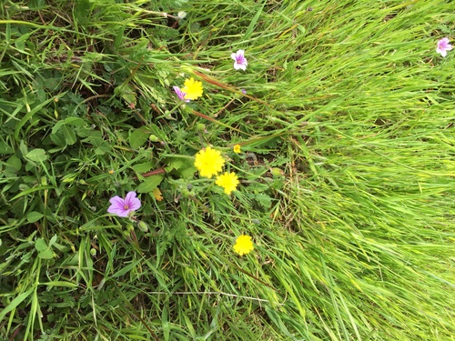 iNaturalist observation photo of Sunflowers, Daisies, Asters, and Allies