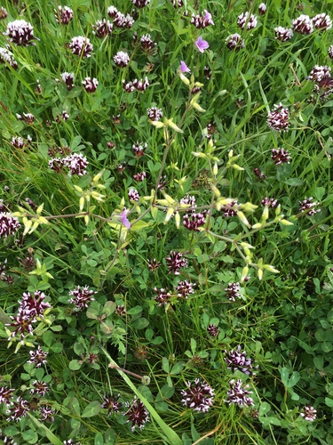 iNaturalist observation photo of white-tipped clover