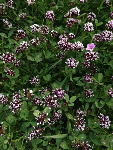 iNaturalist observation photo of white-tipped clover